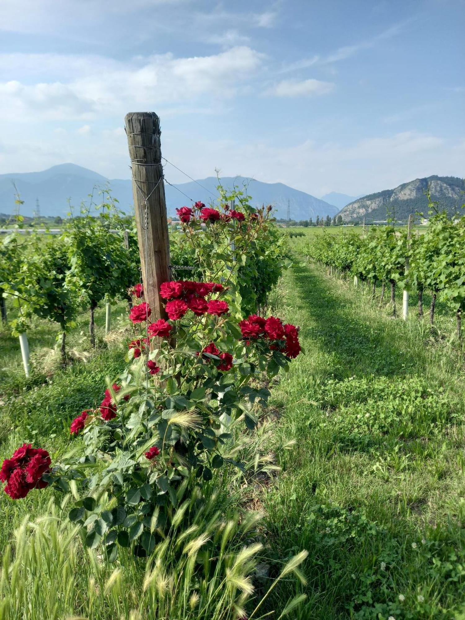 La Corte Del Bona - Vicino Alle Cantine E A Circa 15 Minuti Dal Lago Di Iseo - Apartment แอร์บุสโก ภายนอก รูปภาพ